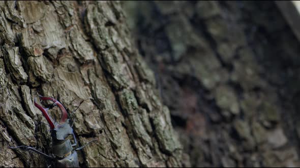 Stag Beetle on tree. Close up.