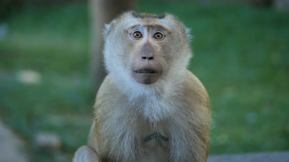 Funny Monkey Portrait