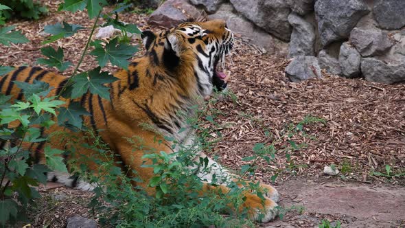 Siberian tiger yawning slow motion