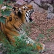 Siberian tiger yawning slow motion - VideoHive Item for Sale