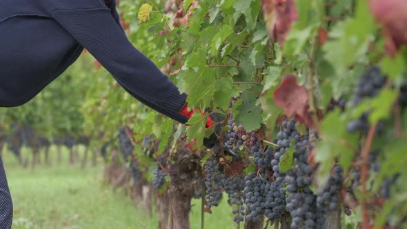 Farmer working pruning vineyard with shears