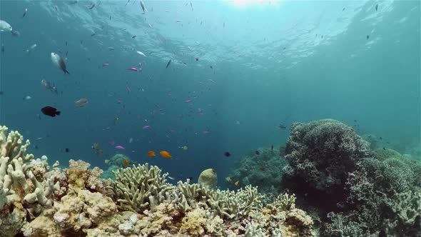 Coral Reef with Fish Underwater, Philippines
