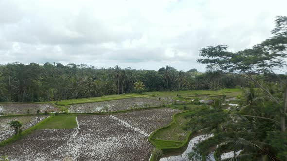 Aerial Reveal of a Vast Terraced Paddy Rice Fields with Standing Water and Farmer Tending To the