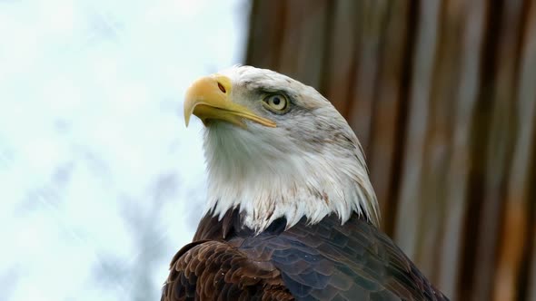 Close up portrait of the head of a white eagle, bird that is the symbol of the United States