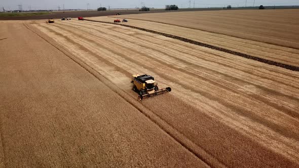 Aerial View of Combine Harvester Gathers the Wheat at Sunset. Harvesting Grain Field, Crop Season