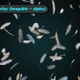 Feathers Falling Overlay loopable - VideoHive Item for Sale