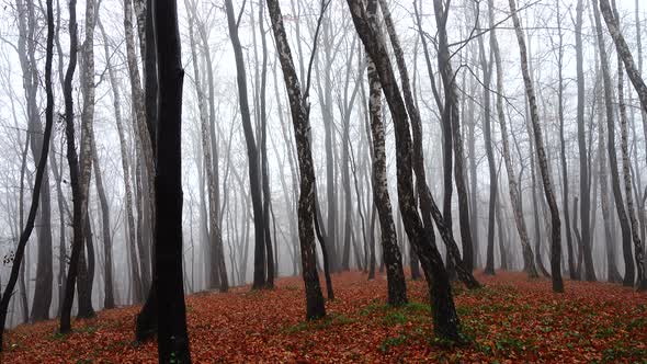 Fog in the Forest 10