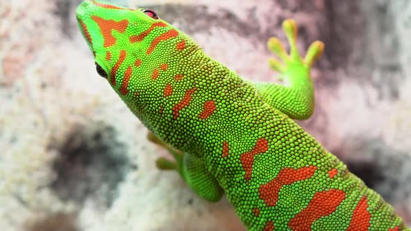 Close up macro of day geckos patterns on its skin