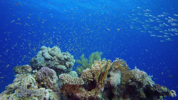 Tropical Underwater Colourful Sea Fishes