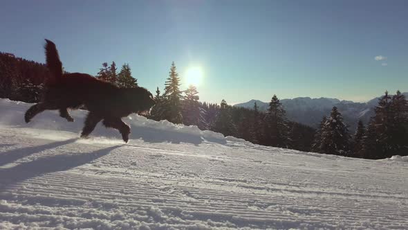 Bergamasco Shepherd Dog Runs Along The Ski Slope