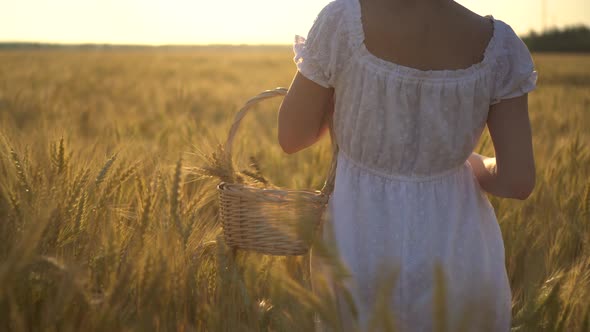 A Young Woman Is Walking on a Yellow Wheat Field with a Basket in Her Hands. Straw Basket with