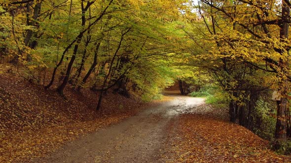 Beautiful autumn tree tunnel in the forest of Romania -tilt up