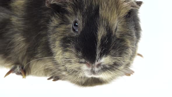 Short-haired Guinea Pig on a White Background in Studio