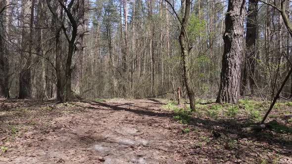 Aerial View of the Road Inside the Forest