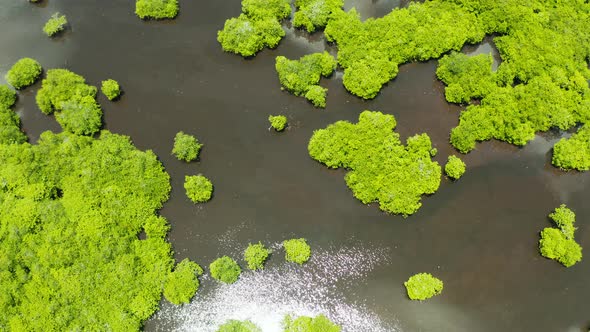 Aerial View of Mangrove Forest and River