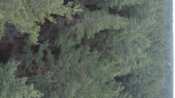 Vertical Video of Trees in a Pine Forest Slow Motion