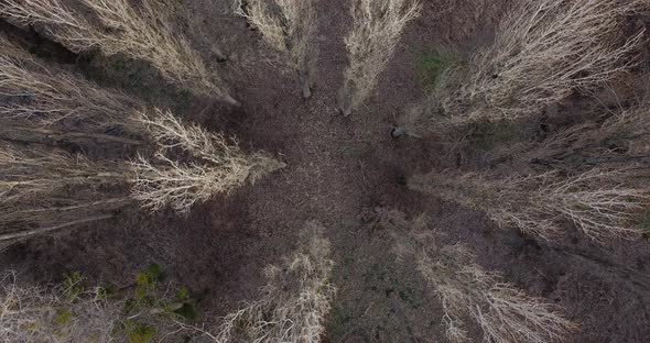 Aerial View From Above of Autumn Forest Gray Trees Bald Trees in Late Autumn