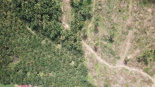 Aerial view oil palm plantation and land clearing