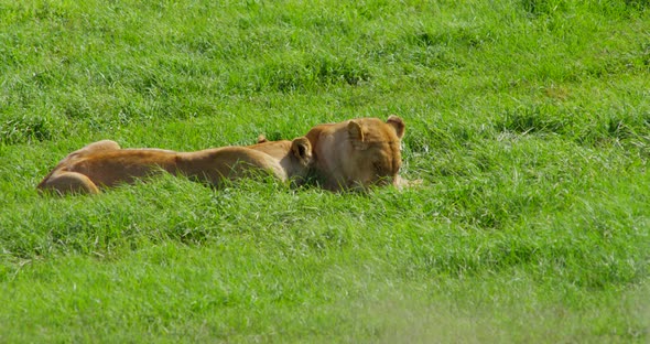 Lionesses Laying on Grass in Africa