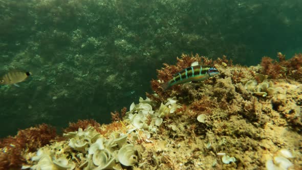 Shy Ornate Wrasse Hidding Behind the Boulder