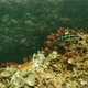 Shy Ornate Wrasse Hidding Behind the Boulder - VideoHive Item for Sale