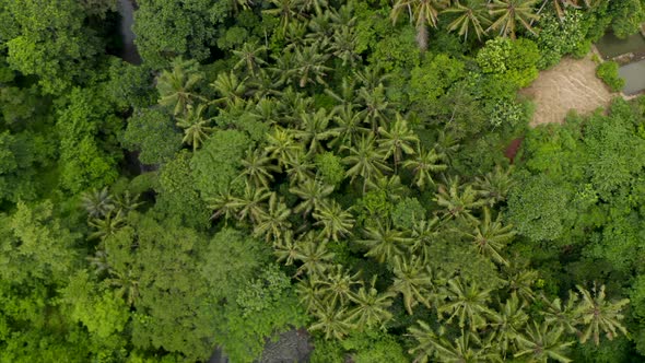 Ascending Top Down Overhead Birds Eye Aerial View of a Thick Canopy Tree Cover in a Tropical