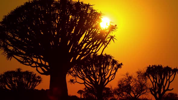 Africa Sunrise Time-Lapse Trees Dawn