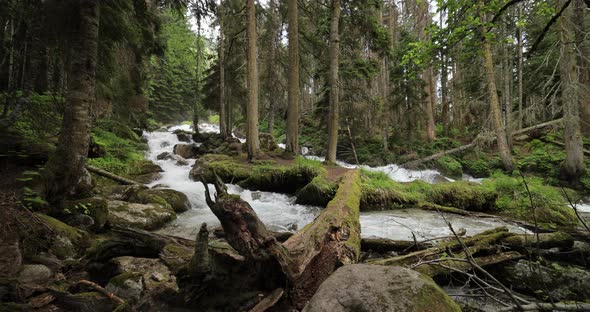 Mountain River in the Wood in Slow Motion