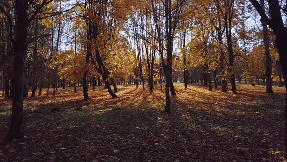 Autumn Garden in the City Park