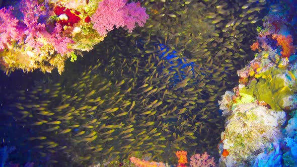 Tropical Fish on Vibrant Coral Reef