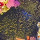 Tropical Fish on Vibrant Coral Reef - VideoHive Item for Sale