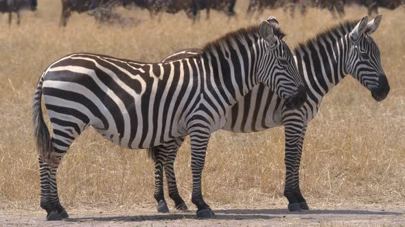 Two zebras in Kenya