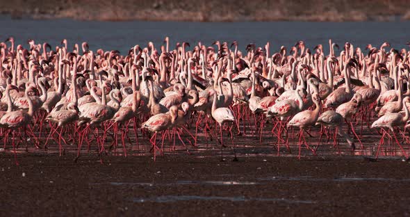 Lesser Flamingo, phoenicopterus minor, Colony at Bogoria Lake in Kenya, Slow Motion 4K
