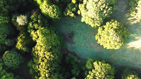 Drone looking straight down, slowly rotating above large green trees, grass area and pile of rocks.