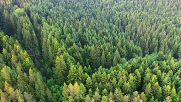 Nature. Aerial view at summer forest. Natural summer landscape from air