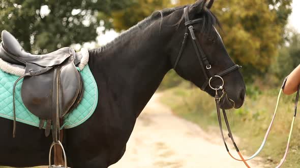 Beautiful Brown Horse with Saddle and Bridle Training on Country Road