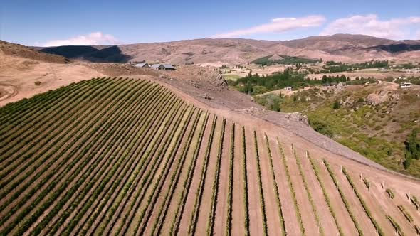 Flying over vineyard