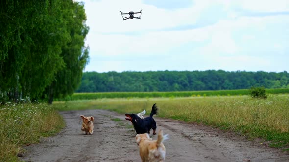 Active dogs among nature. Drone flies over the pets in the field. Funny pets look at the drone flyin