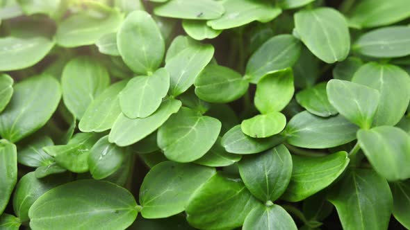 Growing Plants in Timelapse Sprouts Germination Newborn Seeds