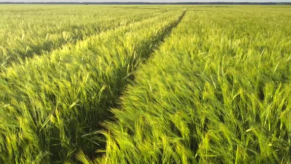 Dense Wheat Field Waved By Light Wind with Wheel Traces