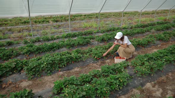 Beautiful Woman Picking Ripe Strawberries