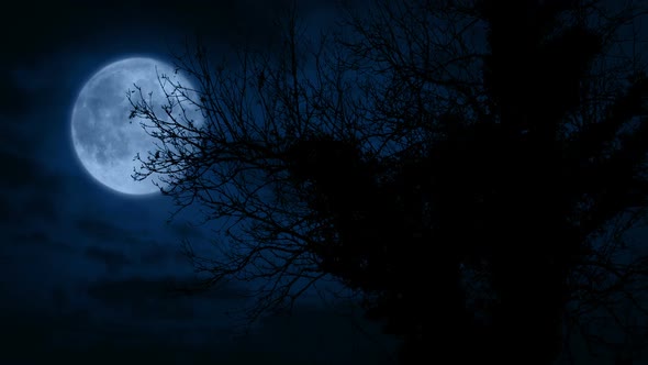 Old Overgrown Tree With Moon Behind At Night