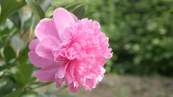 Pink parfait peony plant shallow DOF  4K 2160p 30fps UltraHD footage - Close-up of Paeonia lactiflor