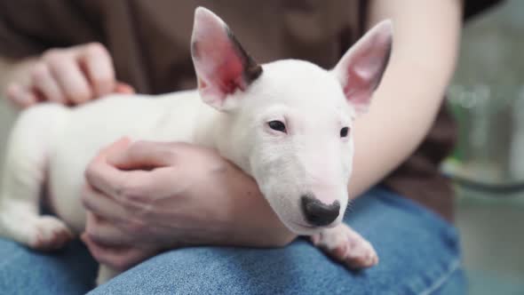 a Mini Bull Terrier Puppy in the Arms of a Woman in Jeans