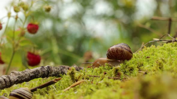 Snail Slowly Creeping Along