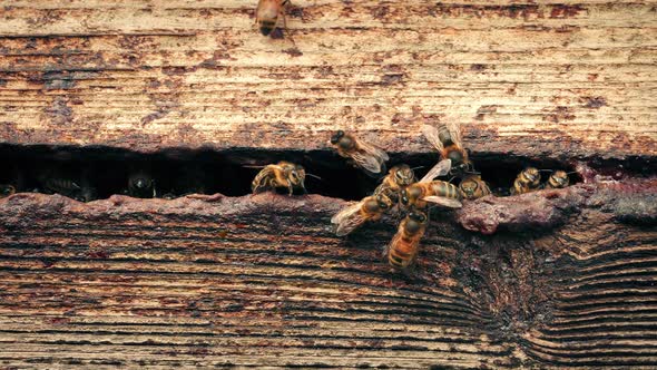Hive With Honey Bees Buzzing About
