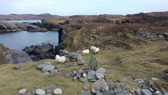 Sheep at the Coastline at Dawros in County Donegal  Ireland