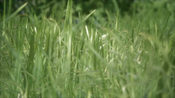 Fresh Green Grass on the Forest