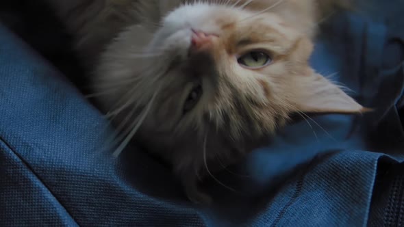 Cute Ginger Cat Dozing on Dark Blue Fabric. Close Up Slow Motion Footage of Fluffy Pet.