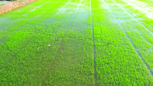 The sapling of the green rice sapling plant. Video of fresh spring rice field